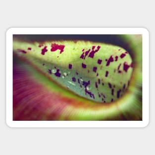 Colorful carnivorous plant Sticker